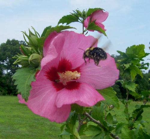 flowerbee (1)